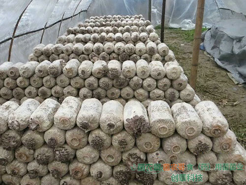 平菇-用多種農(nóng)作物廢料袋栽