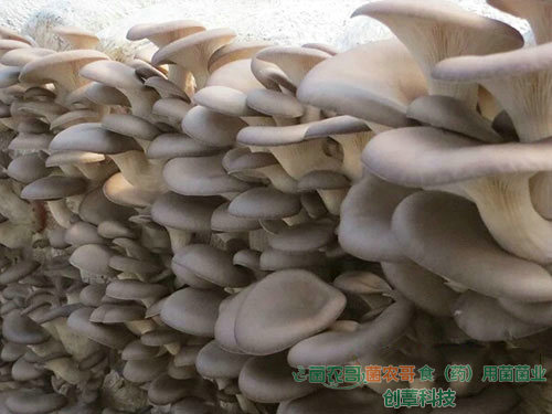 平菇-用多種農(nóng)作物廢料袋栽