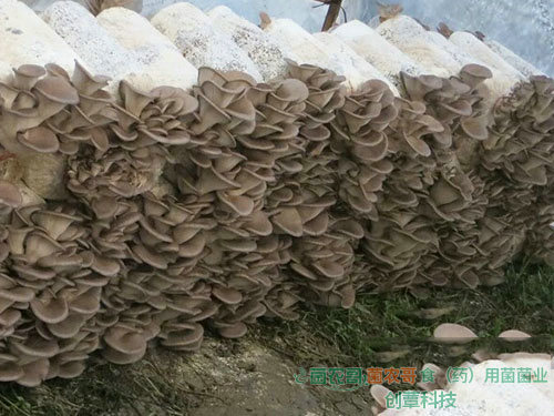 平菇-用多種農(nóng)作物廢料袋栽
